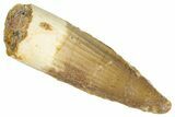 Fossil Spinosaurus Tooth - Real Dinosaur Tooth #286745-1